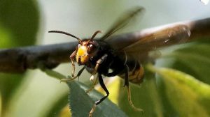 Imagen de avispa asiática