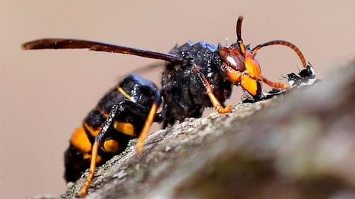 Avispa asiática al acecho