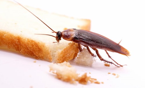 Cucaracha pequeña con afán de comida