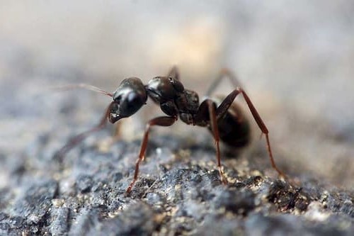 Plaga de hormigas