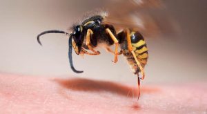 Picadura de avispa