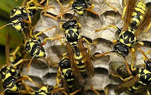 Plaga de avispas