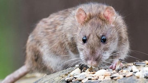 Plaga de ratones y ratas